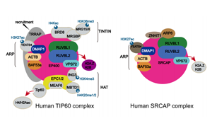 Science突破性研究揭示了TIP60在DNA通路和疾病機(jī)制中的作用