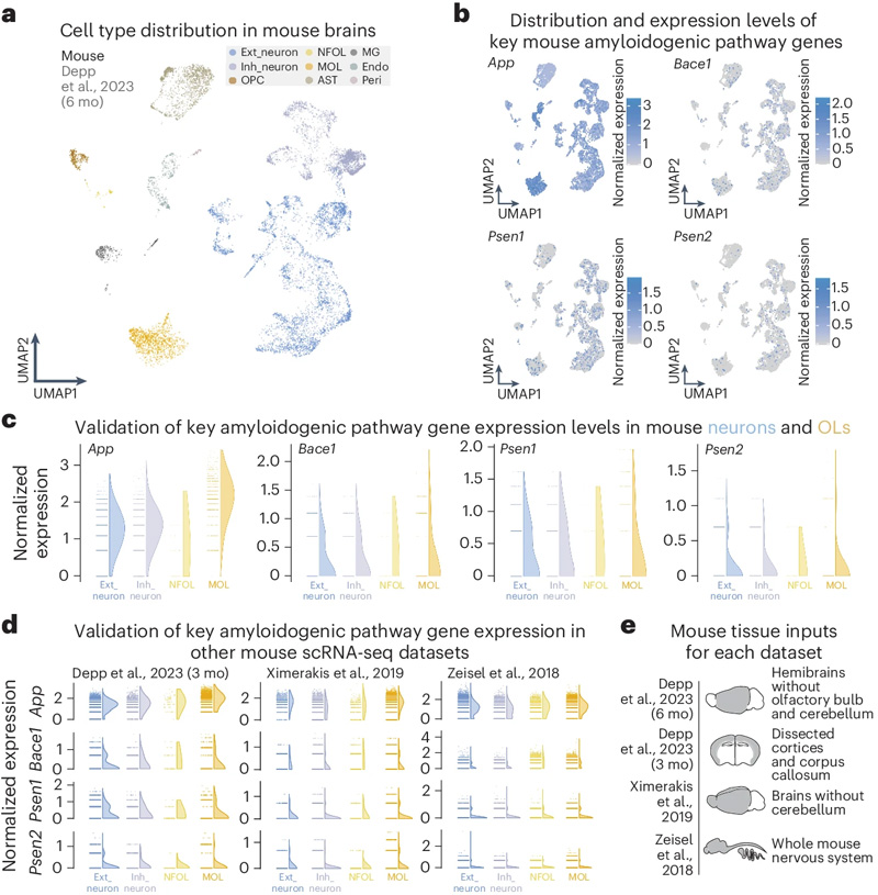 通過scRNA-seq和snRNA-seq評估，OLs大量表達(dá)關(guān)鍵的淀粉樣蛋白生成途徑基因