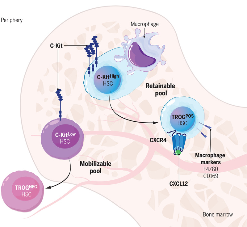 C-Kit依賴(lài)性吞噬作用模型調(diào)節(jié)血液干細(xì)胞中的生態(tài)位保留