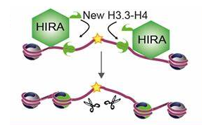 衰老的新秘密：細(xì)胞衰老有時(shí)并非壞事