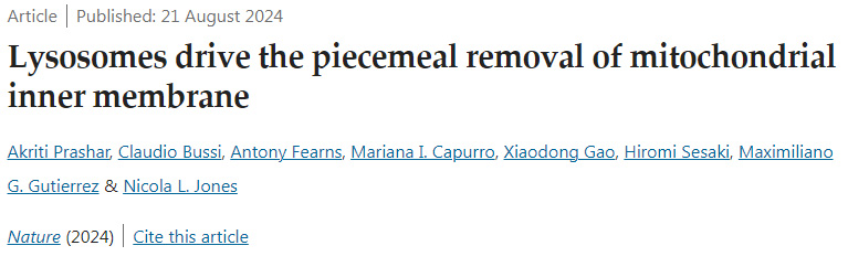 溶酶體驅(qū)動(dòng)線粒體內(nèi)膜的逐步去除 溶酶體驅(qū)動(dòng)線粒體內(nèi)膜的逐步去除