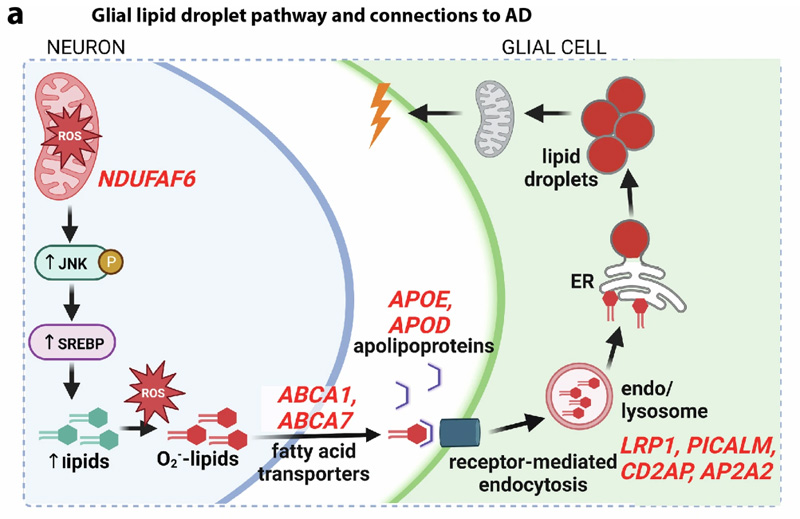 果蠅視網(wǎng)膜膠質(zhì)脂滴通路和脂滴特征 果蠅視網(wǎng)膜膠質(zhì)脂滴通路和脂滴特征
