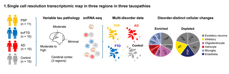 三種tau蛋白病三個(gè)區(qū)域的單細(xì)胞分辨率轉(zhuǎn)錄組圖譜 三種tau蛋白病三個(gè)區(qū)域的單細(xì)胞分辨率轉(zhuǎn)錄組圖譜