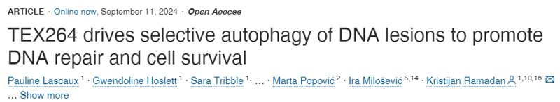 
TEX264驅動DNA損傷的選擇性自噬，以促進DNA修復和細胞存活