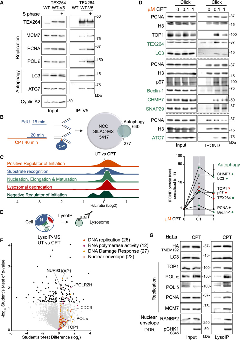 促進DNA修復和細胞存活
CPT治療后自噬和DNA復制之間的串擾