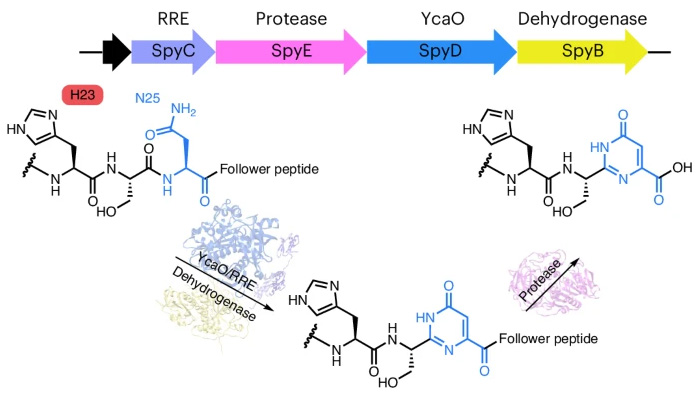 機(jī)理研究表明，嘧啶酮的形成是以底物輔助催化的方式發(fā)生的，需要前體中的His殘基激活天冬酰胺進(jìn)行雜環(huán)化