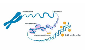 PNAS：細胞在重編程過程中難以完全改變身份的原因