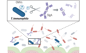 《Science》突破性發(fā)現(xiàn)：腸道細菌操控宿主免疫，科學家揭示IgA降解細菌