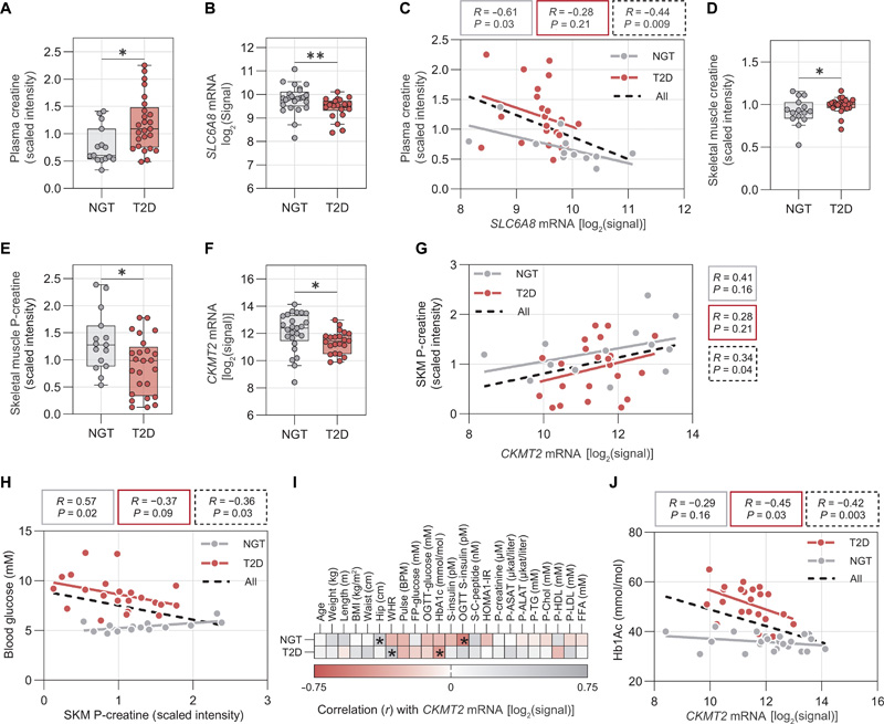 SKM肌酸代謝在2型糖尿病患者中受到干擾，并與較差的葡萄糖控制有關(guān)