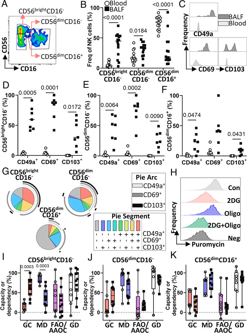 人BALF中的CD56brightCD16-NK細胞具有組織駐留表型和獨特的代謝特征