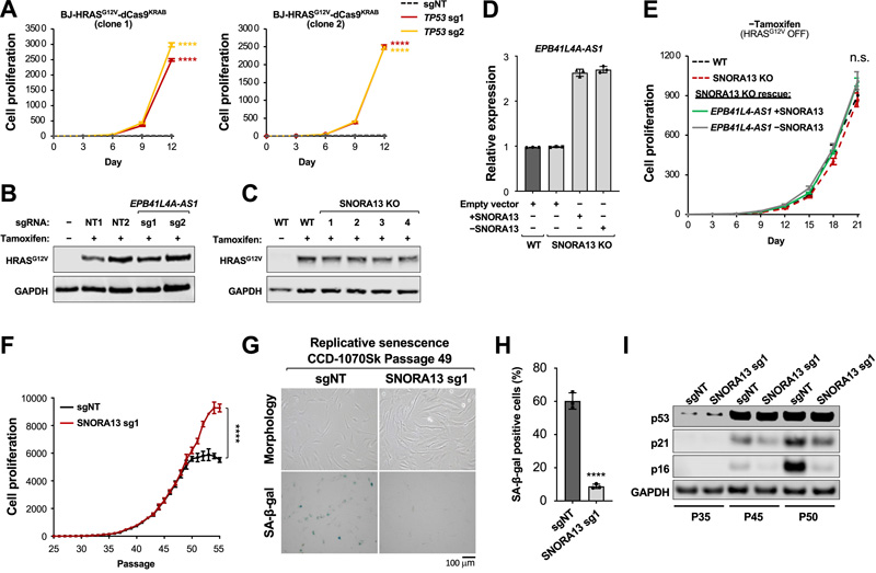 SNORA13是多種衰老形式所必需的 SNORA13是多種衰老形式所必需的