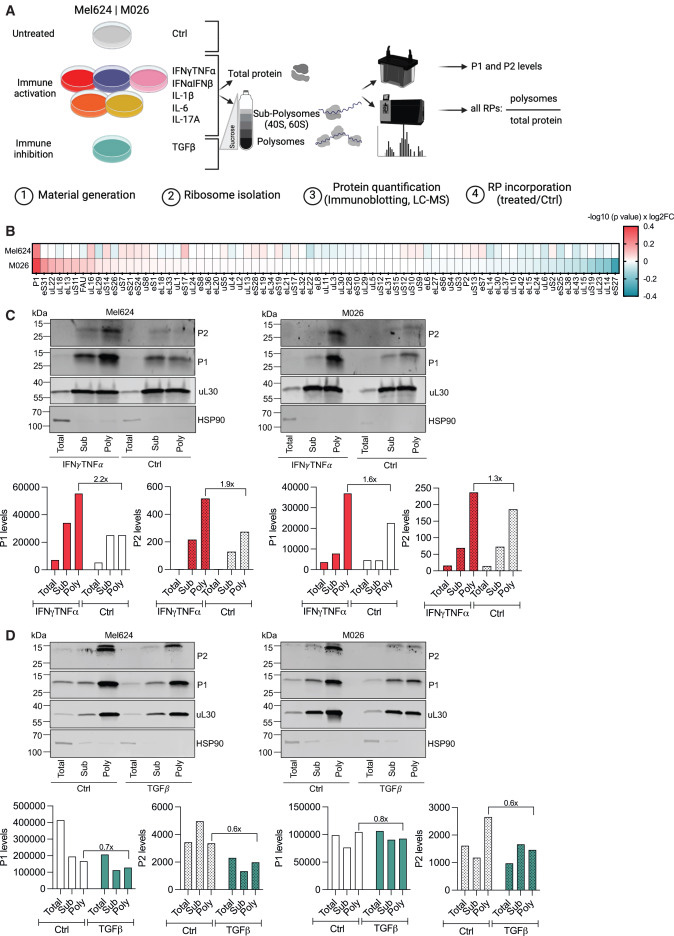 P-莖區(qū)定義了一種細(xì)胞因子反應(yīng)性核糖體亞群