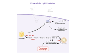 科學(xué)食療：切斷癌細(xì)胞獲取脂肪的途徑，誘導(dǎo)鐵死亡加強(qiáng)癌癥治療