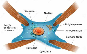 Nature：免疫療法阻斷瘢痕形成，改善心力衰竭小鼠的心臟功能