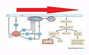 《自然》：突變的RAS開關(guān)在癌癥中沒有斷裂，而只是有缺陷
