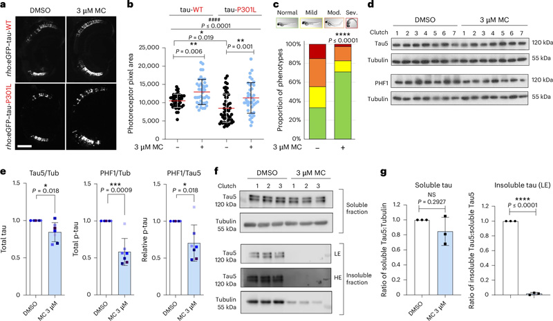
甲氧卡巴醇改善了斑馬魚模型中tau誘導(dǎo)的毒性，并降低了過度磷酸化和不溶性tau水平