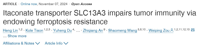 衣康酸轉運蛋白SLC13A3通過賦予抗鐵下垂能力損害腫瘤免疫力