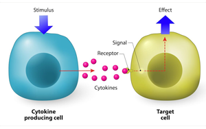 細胞因子和細胞因子受體:在炎癥與免疫調(diào)節(jié)中的雙重角色
