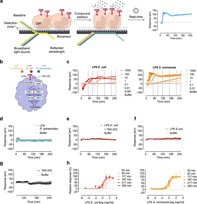 光學(xué)生物傳感器在HEK293 TLR4/MD-2/CD14報告細(xì)胞中區(qū)分不同的LPS化學(xué)型