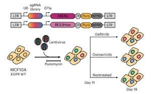 EGFR基因突變，基因編輯技術(shù)揭示癌癥耐藥性途徑