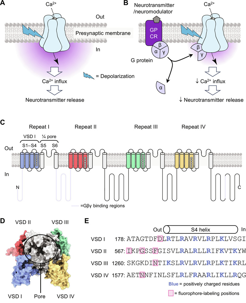 CaV2.2功能、G蛋白抑制和結(jié)構(gòu)