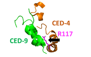 MIT諾獎(jiǎng)團(tuán)隊(duì)解謎令人困惑的“殺手”蛋白