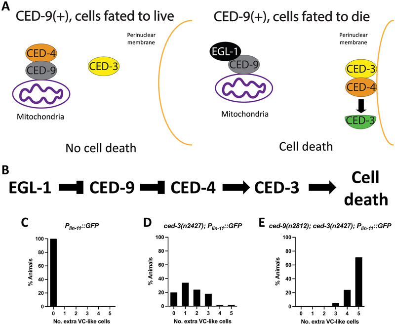 ced-9具有非正則促凋亡功能