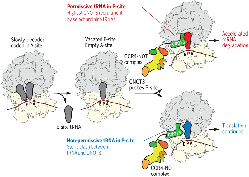 P位點tRNA控制CCR4-NOT復合物向翻譯核糖體的募集