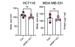 Nature Cancer：腫瘤細(xì)胞分泌的EV-DNA作為一種“危險”信號，促進抗轉(zhuǎn)移性免疫反應(yīng)