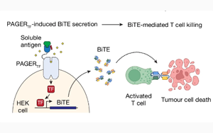 《Nature》控制細(xì)胞行動的新技術(shù)