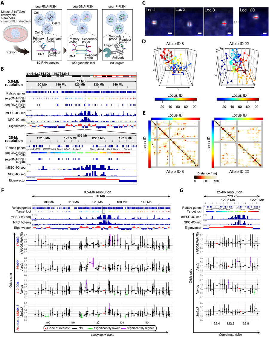 轉(zhuǎn)錄活性狀態(tài)特異性基因組鄰近性