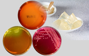 搭建細菌培養(yǎng)溫床的“混凝土和復合肥” - 瓊脂粉探秘