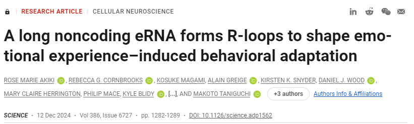 長(zhǎng)的非編碼eRNA形成R環(huán)，以塑造情緒體驗(yàn)誘導(dǎo)的行為適應(yīng)