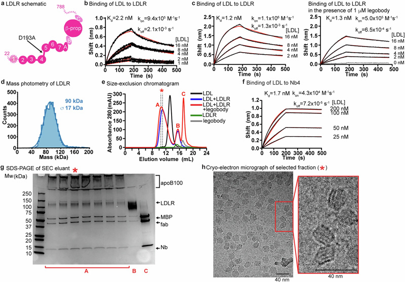 LDL、LDLR和legobody的生化特征