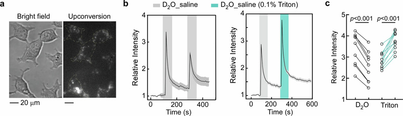 使用納米探針監(jiān)測單個(gè)活細(xì)胞中水環(huán)境的變化