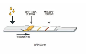 因?yàn)楠?dú)立，所以強(qiáng)大——優(yōu)質(zhì)的獨(dú)立C線質(zhì)控系統(tǒng)DNP抗原抗體
