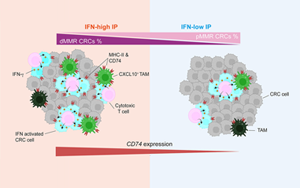 Cancer Cell：蛋白水平預(yù)測(cè)腸癌免疫治療反應(yīng)