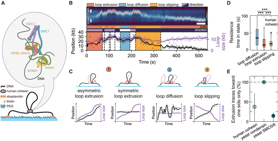 SMC介導(dǎo)的DNA環(huán)擠出過程中穿插著環(huán)擴散和環(huán)滑動事件 SMC介導(dǎo)的DNA環(huán)擠出過程中穿插著環(huán)擴散和環(huán)滑動事件
