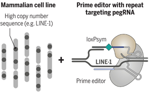 Science：科學(xué)家完成了有史以來最復(fù)雜的人類細胞系工程！