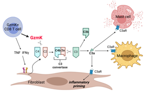 《Nature》免疫系統(tǒng)“自毀”：GZMK激活補體引發(fā)炎癥的全新機制
