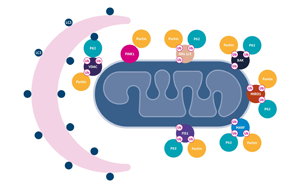 Science重要發(fā)現(xiàn)：逆轉(zhuǎn)線粒體損傷也許能讓糖尿病患者恢復(fù)控糖能力！