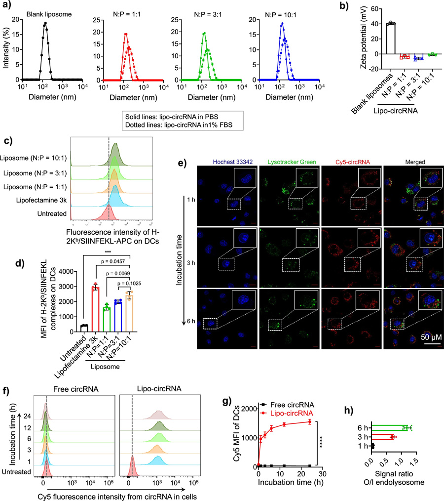 脂質(zhì)體促進(jìn)DCs中環(huán)狀RNA的遞送和抗原呈遞。