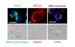 《Nature》在癌細胞中發(fā)現(xiàn)令人驚訝的新免疫逃避機制