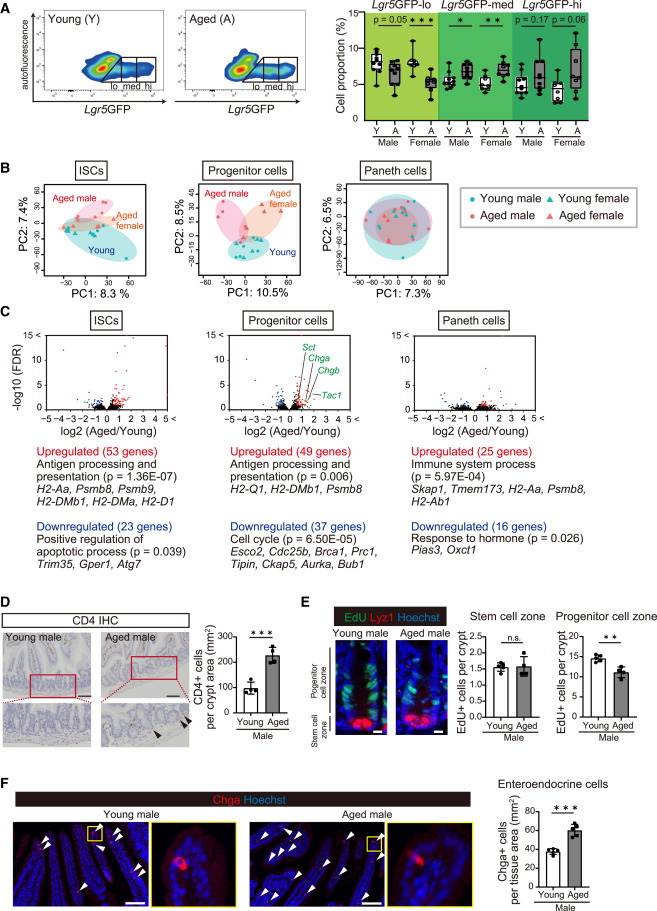 衰老對(duì)ISC自我更新和分化的影響 衰老對(duì)ISC自我更新和分化的影響