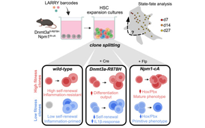 Cell子刊：相同的突變?yōu)楹萎a(chǎn)生不同類(lèi)型的白血病