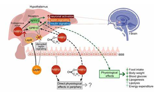 《Nature》斯坦福大學發(fā)現(xiàn)天然減肥分子，抑制食欲有望替代“Ozempic”且無副作用