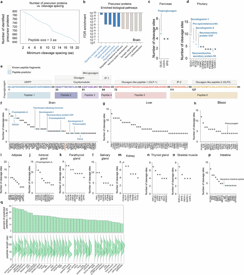 肽預(yù)測器映射了一大組經(jīng)過蛋白水解處理的人類肽 肽預(yù)測器映射了一大組經(jīng)過蛋白水解處理的人類肽