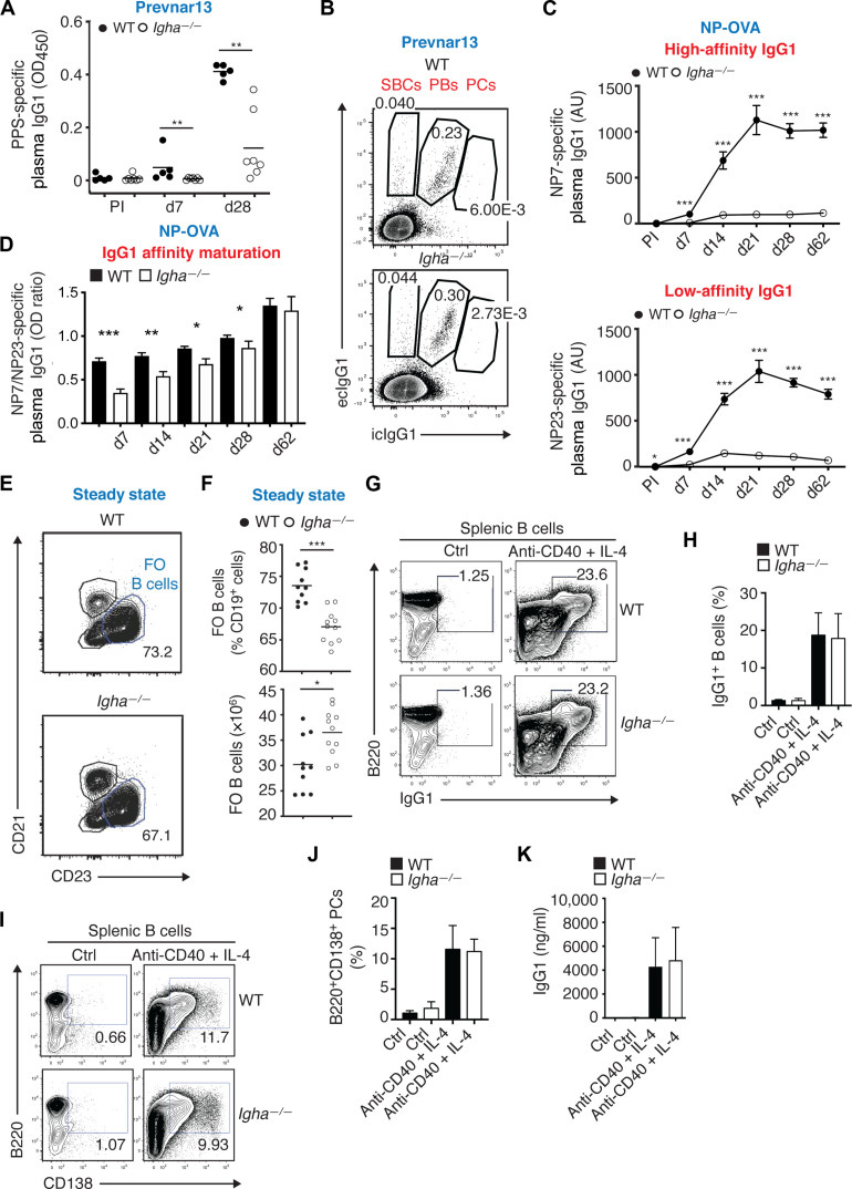 IgA增強(qiáng)全身性IgG對T細(xì)胞依賴性抗原(如蛋白結(jié)合肺炎球菌疫苗)的應(yīng)答 IgA增強(qiáng)全身性IgG對T細(xì)胞依賴性抗原(如蛋白結(jié)合肺炎球菌疫苗)的應(yīng)答
