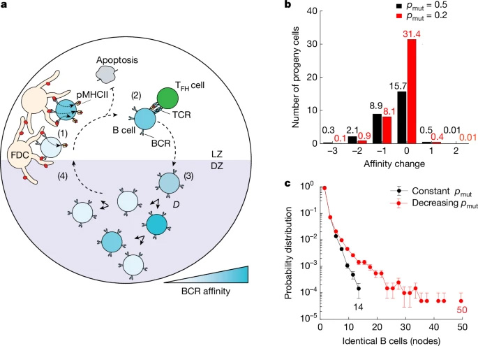 基于主體的GC反應(yīng)模型 基于主體的GC反應(yīng)模型