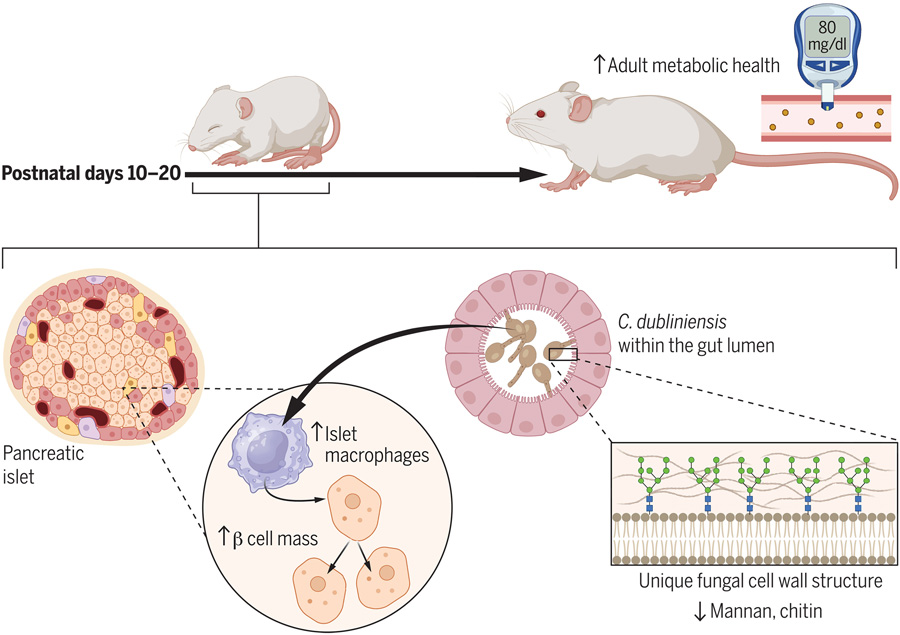 都柏林念珠菌定植促進出生后胰腺發(fā)育 都柏林念珠菌定植促進出生后胰腺發(fā)育